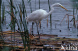 Grote zilverreiger (Casmerodius albus)