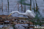 Grote zilverreiger (Casmerodius albus)