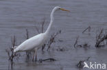 Grote zilverreiger (Casmerodius albus)