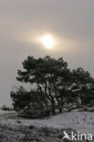 Grove den (Pinus sylvestris)