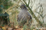 Havik (Accipiter gentilis)