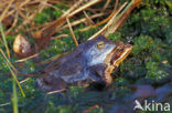 Heikikker (Rana arvalis) 