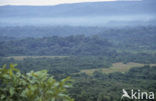 Kakamega Forest National Park