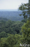 Kakamega Forest National Park