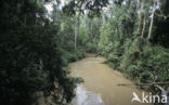 Kakamega Forest National Park