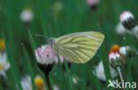 Klein geaderd witje (Pieris napi)