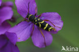 Kleine wespenbok (Clytus arietis)