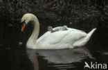 Knobbelzwaan (Cygnus olor)