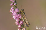 Knopsprietje (Myrmeleotettix maculatus)