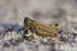 Knopsprietje (Myrmeleotettix maculatus)