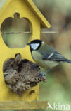 Koolmees (Parus major)