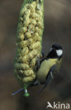 Koolmees (Parus major)