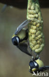 Koolmees (Parus major)