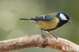 Koolmees (Parus major)