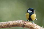 Koolmees (Parus major)