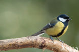 Koolmees (Parus major)