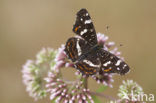 Landkaartje (Araschnia levana)