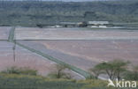 Magadi