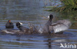 Meerkoet (Fulica atra)