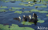 Meerkoet (Fulica atra)