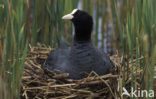 Meerkoet (Fulica atra)