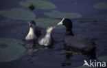 Meerkoet (Fulica atra)