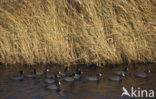 Meerkoet (Fulica atra)