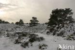 Nationaal Park Drents-Friese Wold