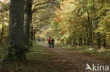 Nationaal Park Dwingelderveld