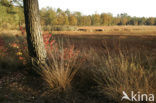 Nationaal Park Dwingelderveld