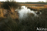 Nationaal Park Dwingelderveld