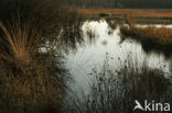 Nationaal Park Dwingelderveld