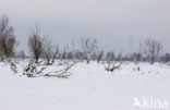 Oostvaardersplassen