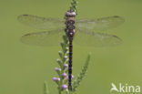 Paardenbijter (Aeshna mixta)