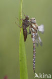 Paardenbijter (Aeshna mixta)