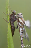 Paardenbijter (Aeshna mixta)