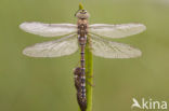 Paardenbijter (Aeshna mixta)