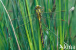 Plasrombout (Gomphus pulchellus)