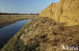 Riet (Phragmites australis)