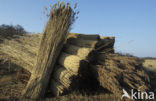 Riet (Phragmites australis)