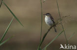 Rietzanger (Acrocephalus schoenobaenus)