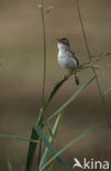 Rietzanger (Acrocephalus schoenobaenus)