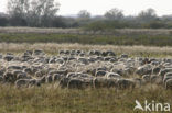 Schaap (Ovis domesticus)