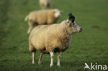 Schaap (Ovis domesticus)