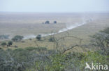 Serengeti national park