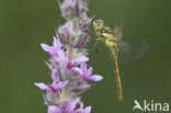 Steenrode heidelibel (Sympetrum vulgatum)