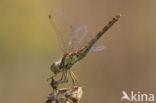 Steenrode heidelibel (Sympetrum vulgatum)