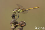 Steenrode heidelibel (Sympetrum vulgatum)