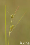 Stippelzegge (Carex punctata) 