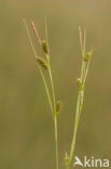 Stippelzegge (Carex punctata) 